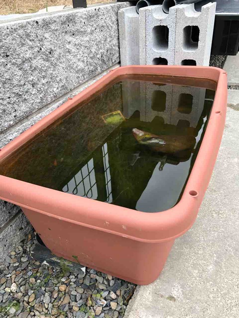 メダカの飼育容器