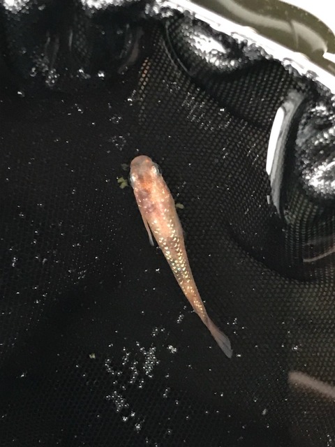 冬の赤ぶちラメ幹之メダカの特徴