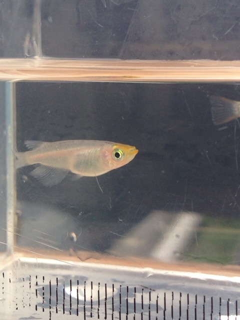 黄色い灯メダカの稚魚の特徴