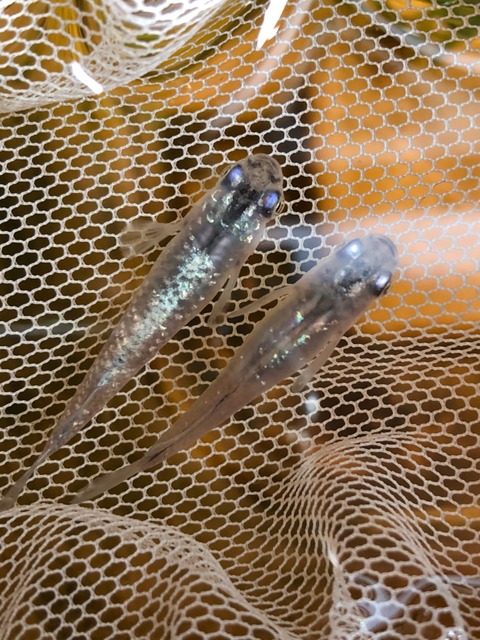 ラメ幹之メダカの特徴