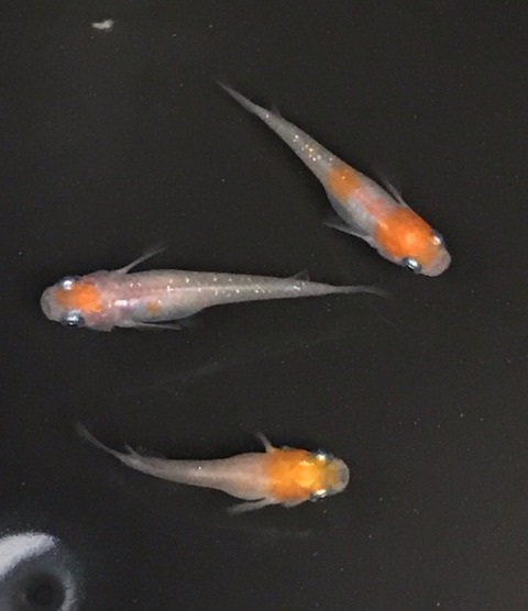 非透明鱗紅白メダカ