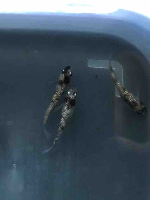 白ブチラメ幹之メダカ