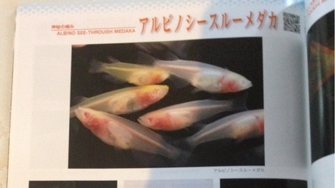 アルビノシースルーメダカのカタログ