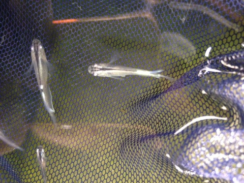 松井ヒレ長青幹之メダカの稚魚の特徴