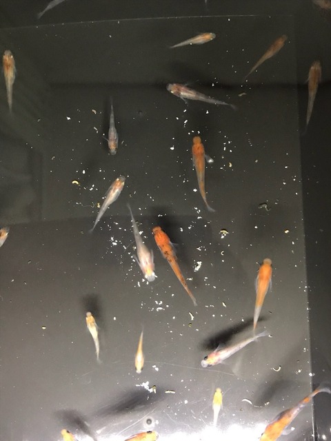 朱赤三色透明鱗メダカ
