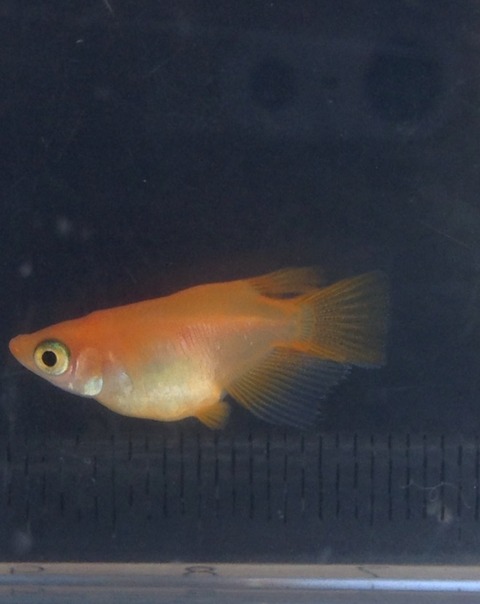 楊貴妃(紅帝系)メダカダルマ体型