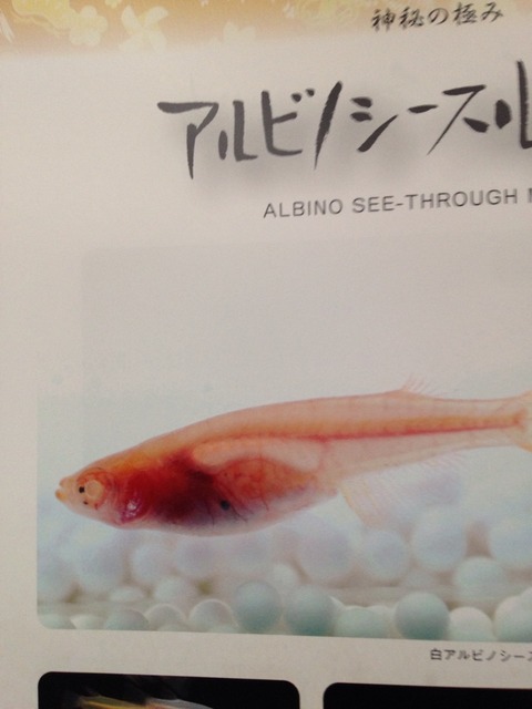 アルビノシースルーメダカの特徴