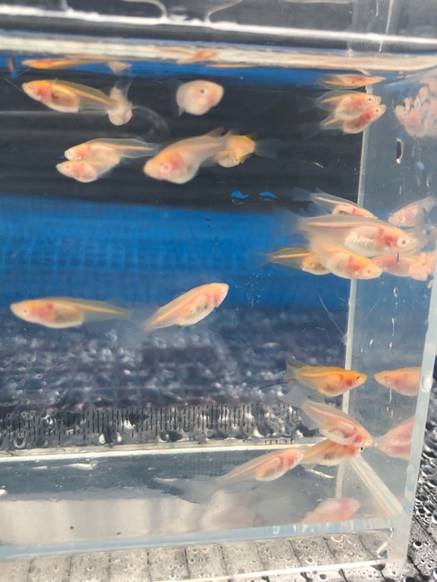 冬越し中のアルビノシースルーメダカの特徴
