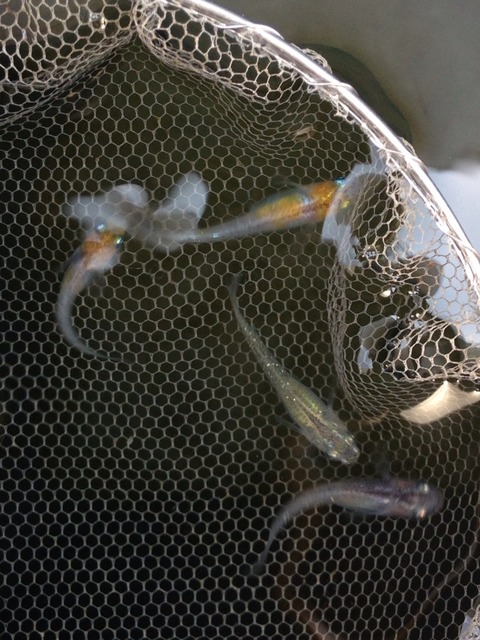 灯メダカ幹之系の稚魚の特徴