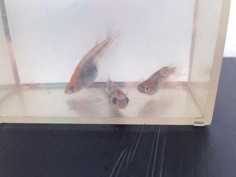 綺麗に撮影した朱赤三色透明鱗メダカ