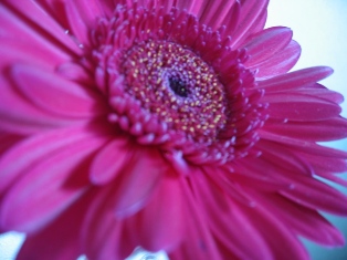 gerberapink
