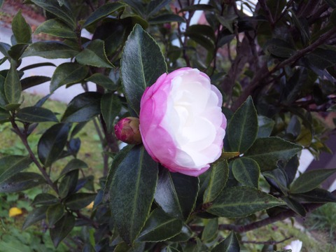 DVC00439