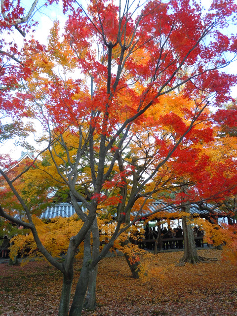 DSCN1090