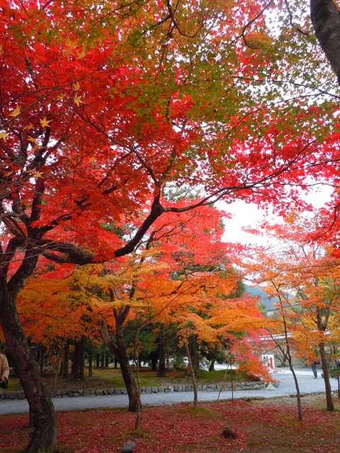 DSCN0794