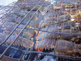 4ef88387.jpg