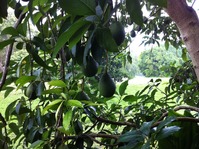 photo-51