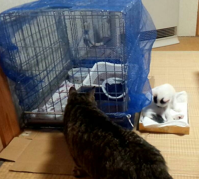 ついでにこれだもの連れて帰りたくなっちゃうけどうちには4歳の大きな赤ちゃん猫いるし日中お留守番が多いから3か月の子猫はまだかわいそうだしぴーがしっぽ太くして