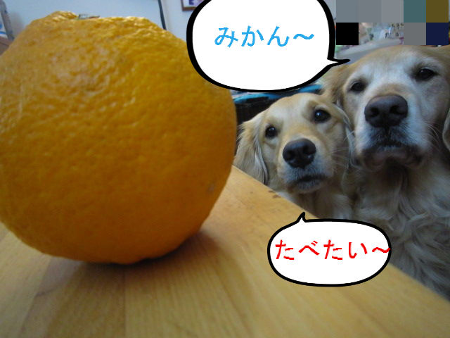 BlogPaint