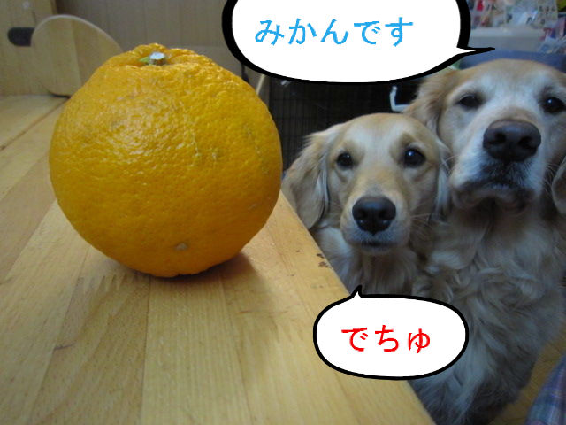 BlogPaint