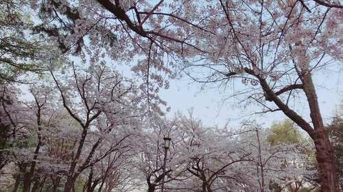 桜