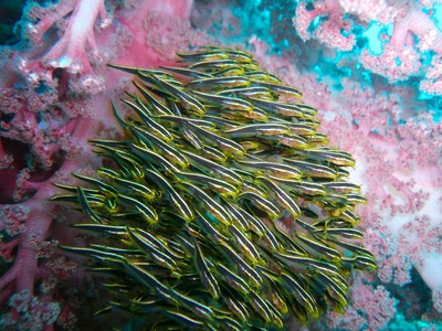 P1150514