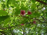P1010424