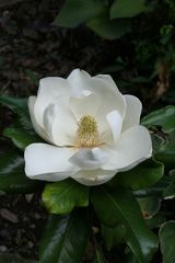 タイサンボク 'プラエコックス モクレン科 モクレン属 Magnolia
