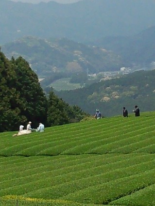 20130503嬉野茶畑激励 (4)