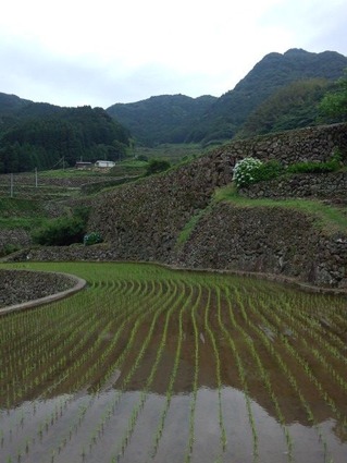 20130610農水委員会視察　蕨野 (3)