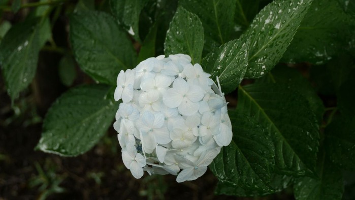 P1020786s