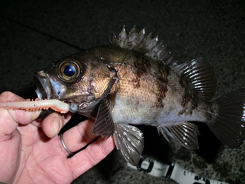 へちべぇ 横須賀界隈釣行 爆釣 O へちべぇ 夜釣りの釣り
