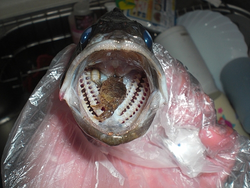 へちべぇ 八景島界隈メバル爆釣 へちべぇ 夜釣りの釣り