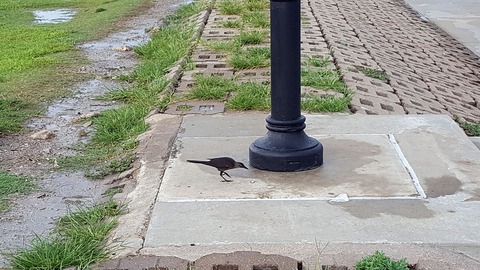 20170807_042959