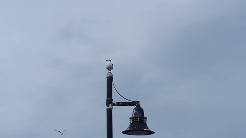 20170807_042925_001
