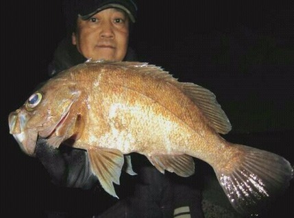 メバル8