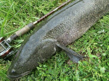 雷魚