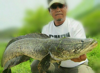 GW雷魚6