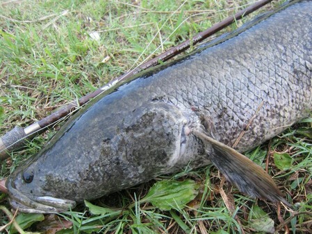雷魚