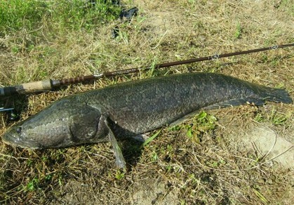 GW雷魚12