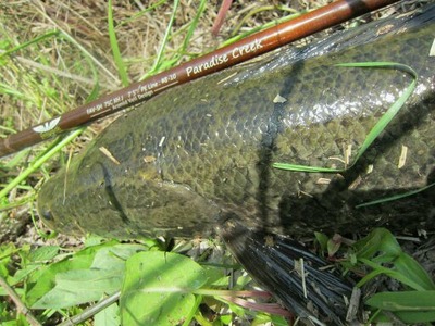 GW雷魚15