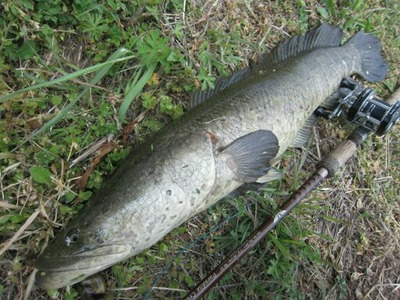 雷魚4
