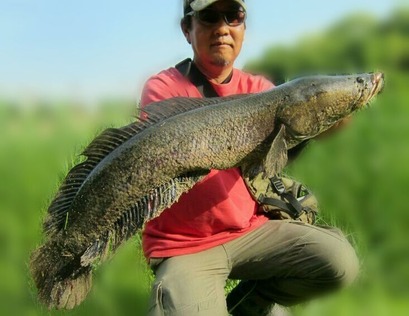 GW雷魚2
