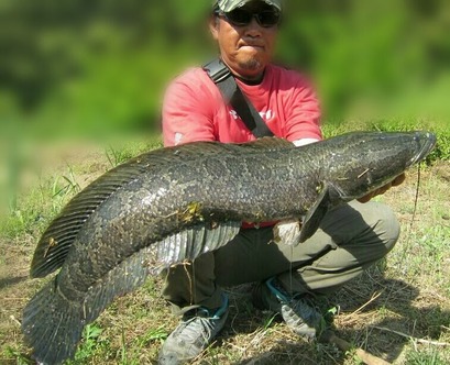 GW雷魚11