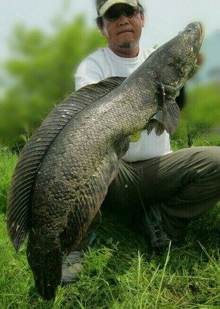 GW雷魚4