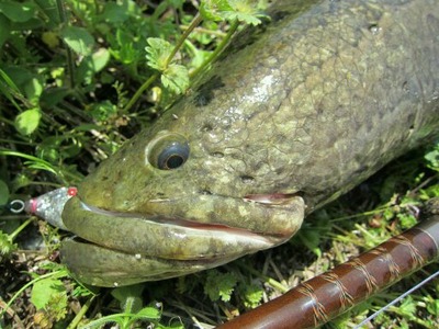雷魚10