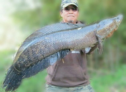 雷魚持ち