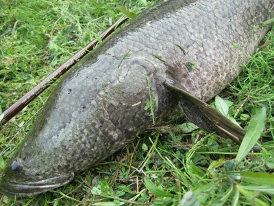 雷魚8