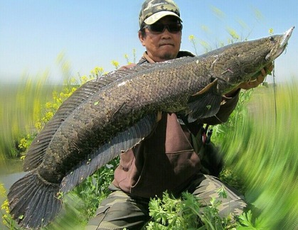 雷魚持ち2