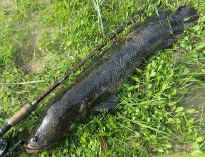 GW雷魚3