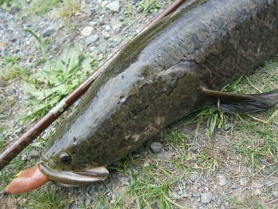 GW雷魚14